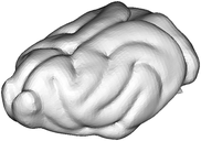 Ferret brain
