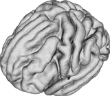 Human brain