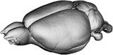 Rat brain